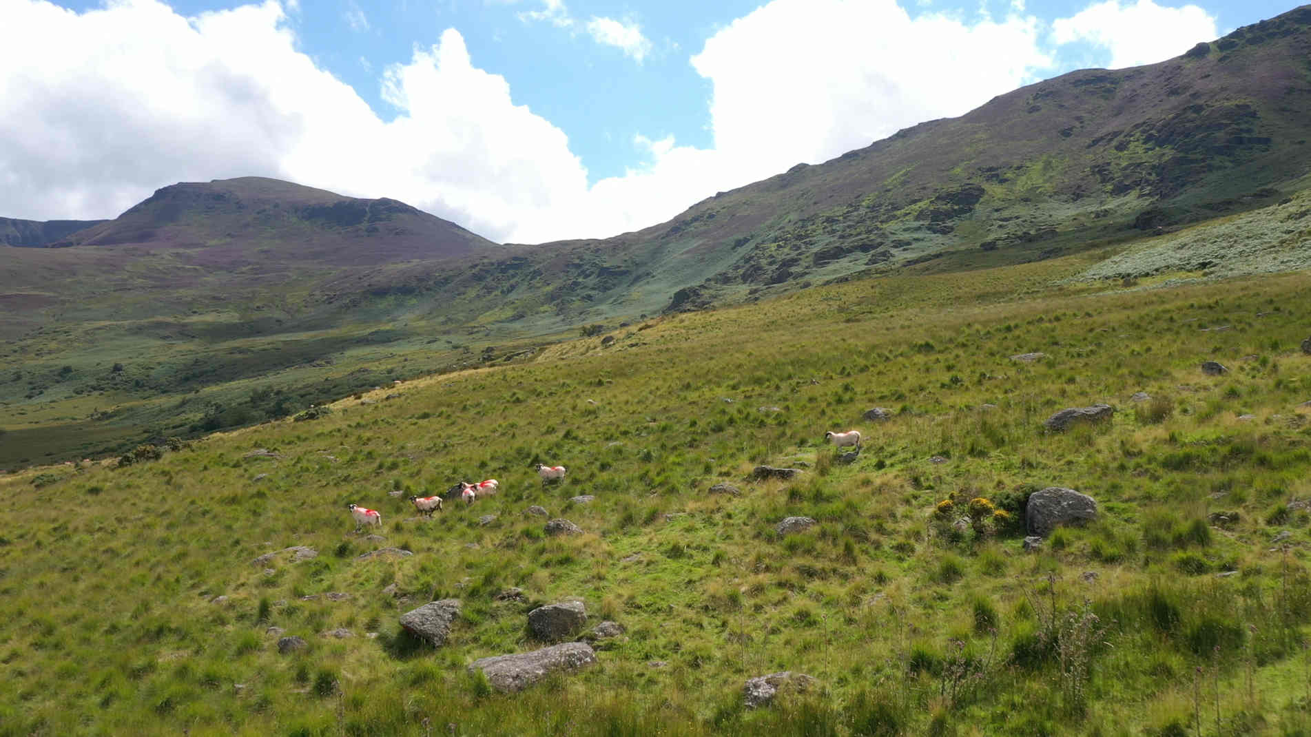 Our lambs in the Comeragh Mountains, Waterford.